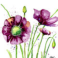 Violet Poppies