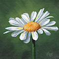 White Daisy